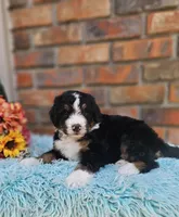 Frank, a male Aussiedoodle and Bernedoodle for sale in Carnesville, GA – 6 of 10