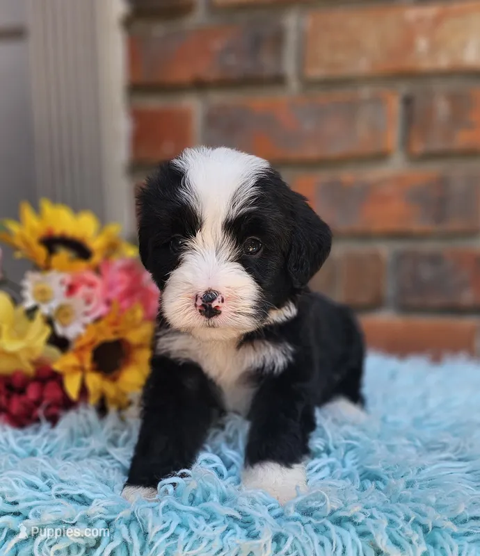 Randall – Aussiedoodle, Bernedoodle puppy for sale in Carnesville, GA