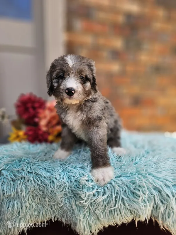Celia Mae – Bernedoodle puppy for sale in Carnesville, GA