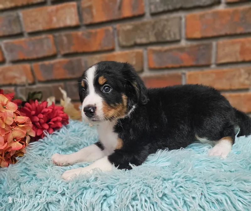 Rozz – Aussiedoodle, Bernedoodle puppy for sale in Carnesville, GA