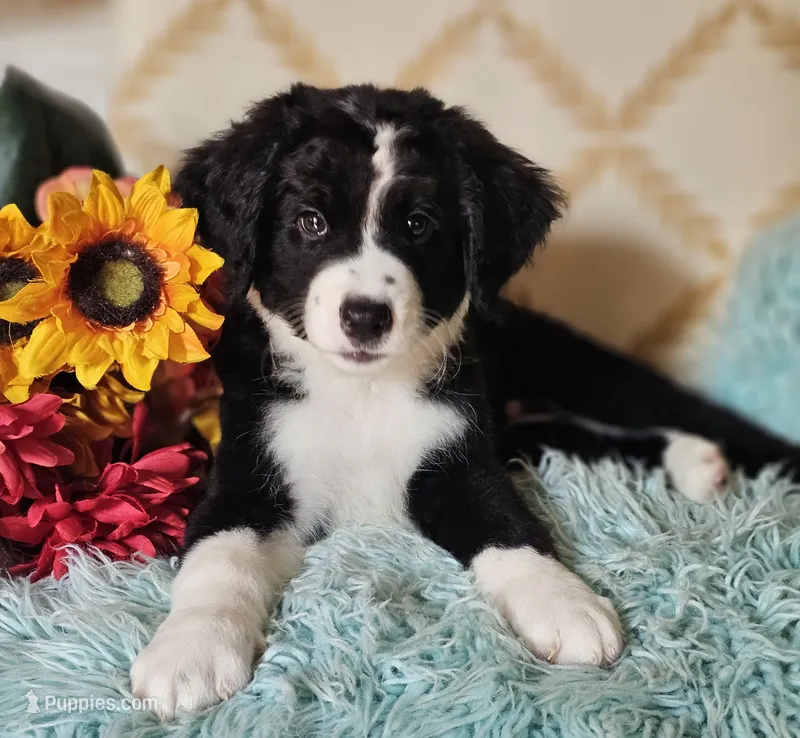 Chet – Bernedoodle puppy for sale in Carnesville, GA