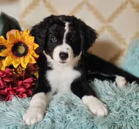 Chet, a male Bernedoodle for sale in Carnesville, GA – 1 of 3