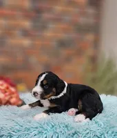 Frank, a male Aussiedoodle and Bernedoodle for sale in Carnesville, GA – 9 of 10