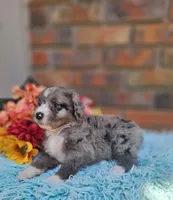Celia Mae, a female Bernedoodle for sale in Carnesville, GA – 2 of 4