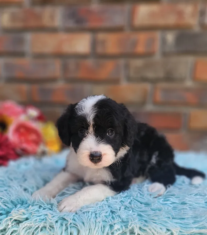 Boo  – Aussiedoodle, Bernedoodle puppy for sale in Carnesville, GA