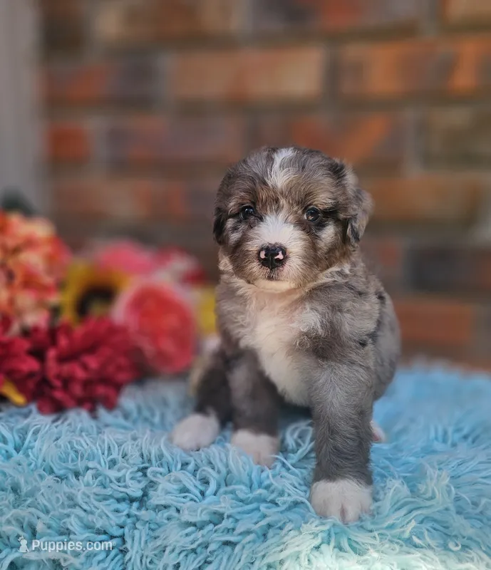 Celia Mae – Bernedoodle puppy for sale in Carnesville, GA