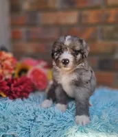 Celia Mae, a female Bernedoodle for sale in Carnesville, GA – 1 of 4