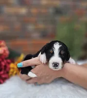 Rozz, a female Aussiedoodle and Bernedoodle for sale in Carnesville, GA – 1 of 2