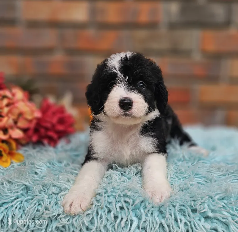 Boo  – Aussiedoodle, Bernedoodle puppy for sale in Carnesville, GA