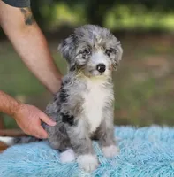 Celia Mae, a female Aussiedoodle and Bernedoodle for sale in Carnesville, GA – 2 of 8