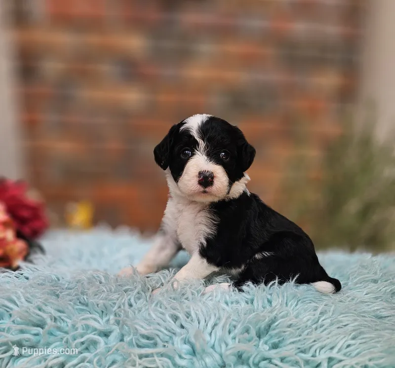 Boo  – Aussiedoodle, Bernedoodle puppy for sale in Carnesville, GA