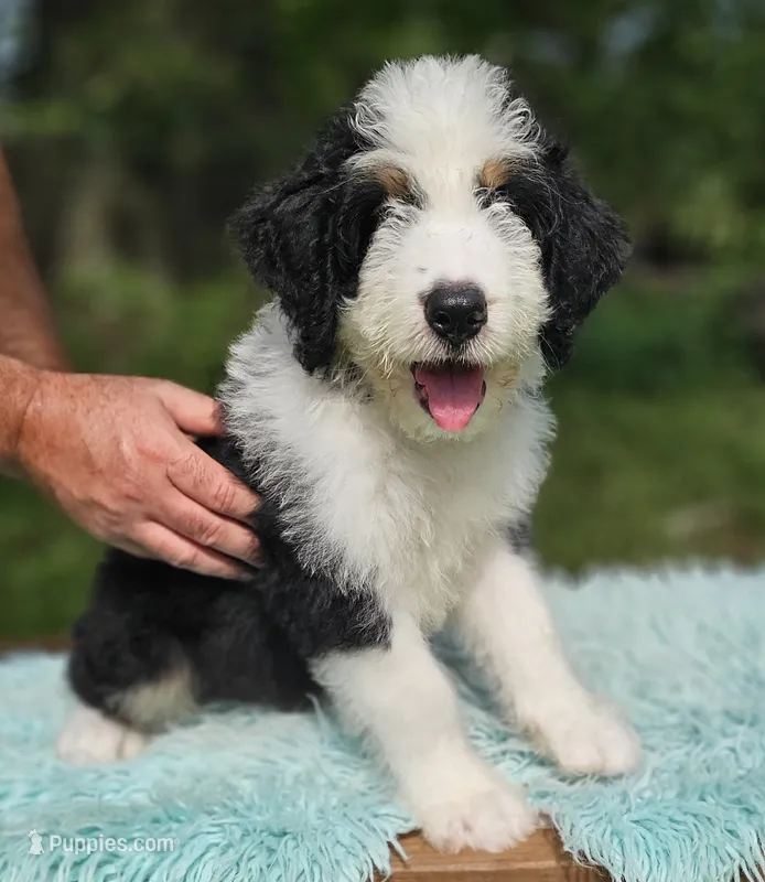Squishy – Aussiedoodle, Bernedoodle puppy for sale in Carnesville, GA