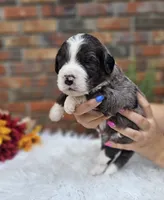 Mike, a male Aussiedoodle and Bernedoodle for sale in Carnesville, GA – 2 of 3