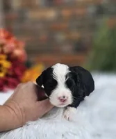 Randall, a male Aussiedoodle and Bernedoodle for sale in Carnesville, GA – 3 of 3