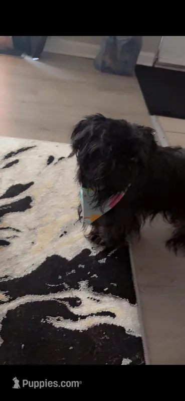 Princess , a female Shih Tzu for sale in Calumet City, IL – Photo 1 of 1