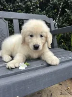 Mr. White, a male Golden Retriever for sale in Hodges, SC – 3 of 10