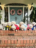 Mr. Blue, a male Golden Retriever for sale in Hodges, SC – 2 of 9