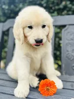 Mr. Orange, a male Golden Retriever for sale in Hodges, SC – 4 of 9