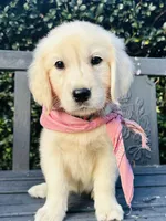 Miss Pink, a female Golden Retriever for sale in Hodges, SC – 4 of 10