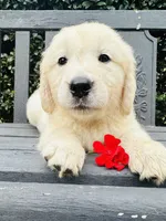 Mr. Red, a male Golden Retriever for sale in Hodges, SC – 2 of 10