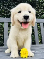 Mr. Yellow, a male Golden Retriever for sale in Hodges, SC – 2 of 10
