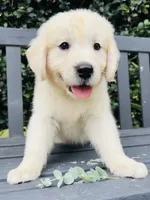 Mr Blue, a male Golden Retriever for sale in Hodges, SC – 2 of 9