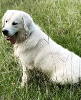Mr. Yellow, a male Golden Retriever for sale in Hodges, SC – 7 of 10