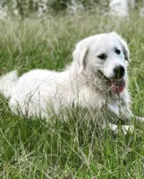 Miss Purple, a female Golden Retriever for sale in Hodges, SC – 5 of 8