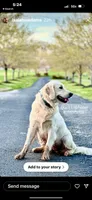 Mr. Blue, a male Golden Retriever for sale in Hodges, SC – 9 of 9