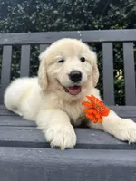 Mr. Orange, a male Golden Retriever for sale in Hodges, SC – 2 of 9