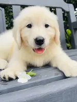 Mr. White, a male Golden Retriever for sale in Hodges, SC – 2 of 10