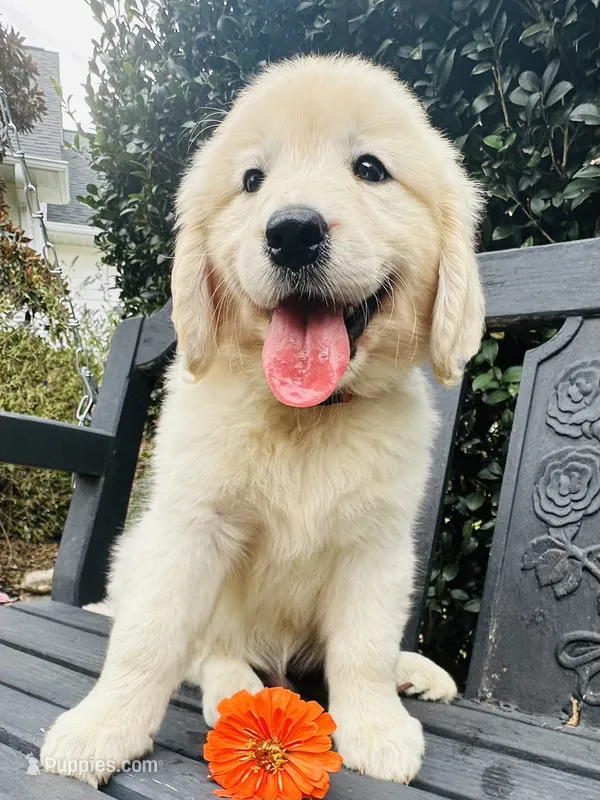 Mr. Orange – Golden Retriever puppy for sale in Hodges, SC