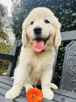 Mr. Orange, a male Golden Retriever for sale in Hodges, SC – 1 of 9