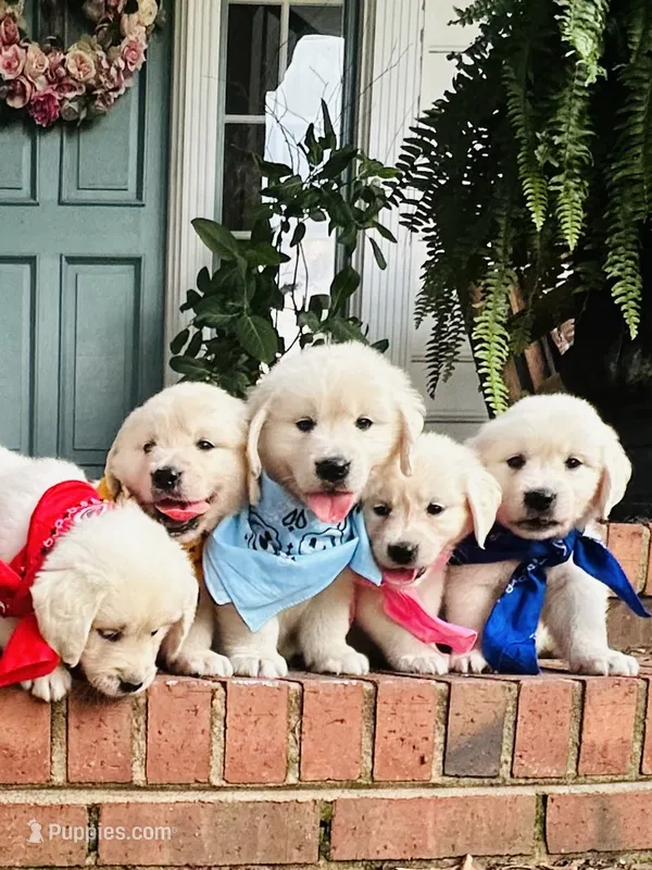 Mr. Blue – Golden Retriever puppy for sale in Hodges, SC