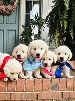 Mr. Blue, a male Golden Retriever for sale in Hodges, SC – 1 of 9
