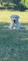 Mr. Blue, a male Golden Retriever for sale in Hodges, SC – 8 of 9