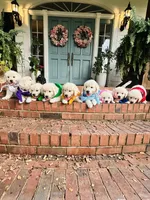 Miss Purple, a female Golden Retriever for sale in Hodges, SC – 2 of 8