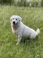Mr Blue, a male Golden Retriever for sale in Hodges, SC – 8 of 9