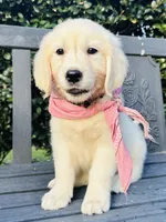Miss Pink, a female Golden Retriever for sale in Hodges, SC – 2 of 10