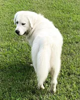 Miss Purple, a female Golden Retriever for sale in Hodges, SC – 6 of 8
