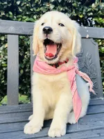 Miss Pink, a female Golden Retriever for sale in Hodges, SC – 3 of 10