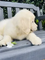 Mr. White, a male Golden Retriever for sale in Hodges, SC – 4 of 10