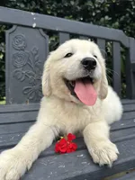 Mr. Red, a male Golden Retriever for sale in Hodges, SC – 3 of 10