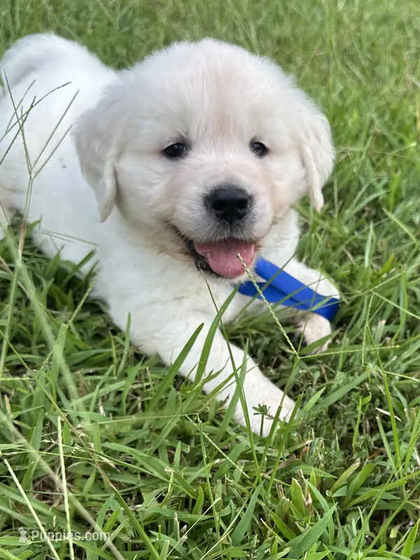 Mr. Blue – Golden Retriever puppy for sale in Hodges, SC