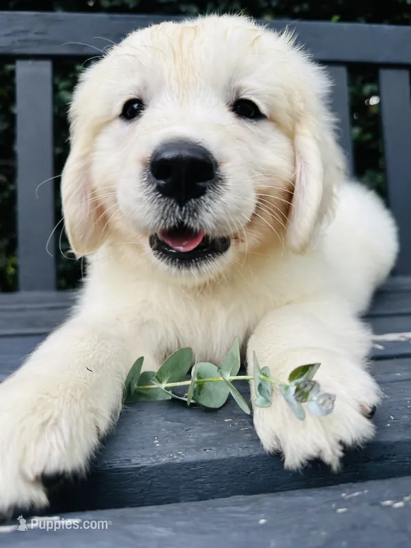 Mr Blue – Golden Retriever puppy for sale in Hodges, SC