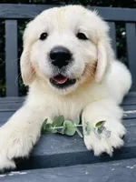Mr Blue, a male Golden Retriever for sale in Hodges, SC – 1 of 9