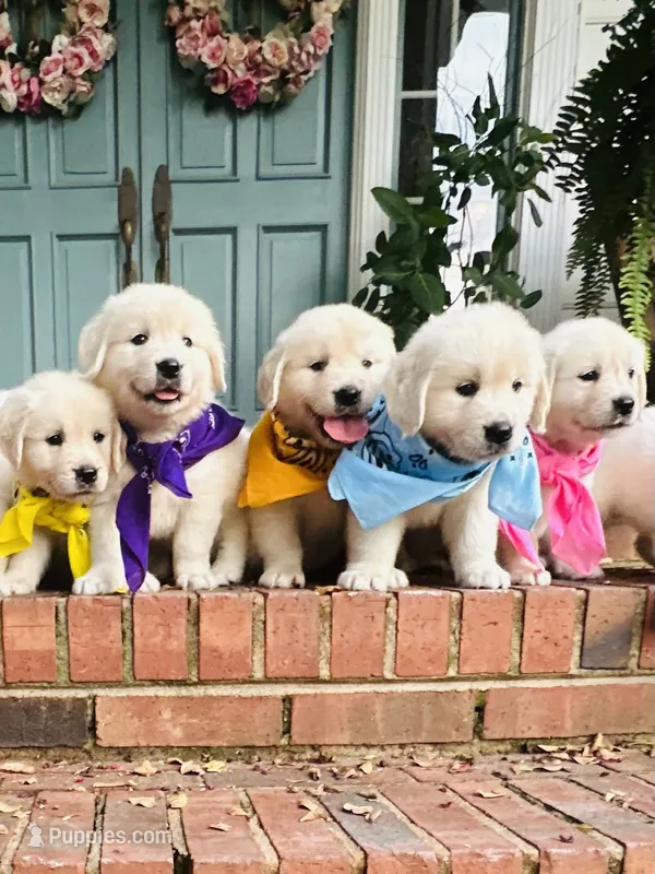 Miss Purple – Golden Retriever puppy for sale in Hodges, SC