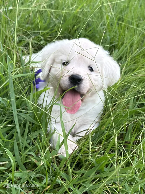 Miss Purple – Golden Retriever puppy for sale in Hodges, SC