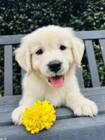 Mr. Yellow, a male Golden Retriever for sale in Hodges, SC – 1 of 10
