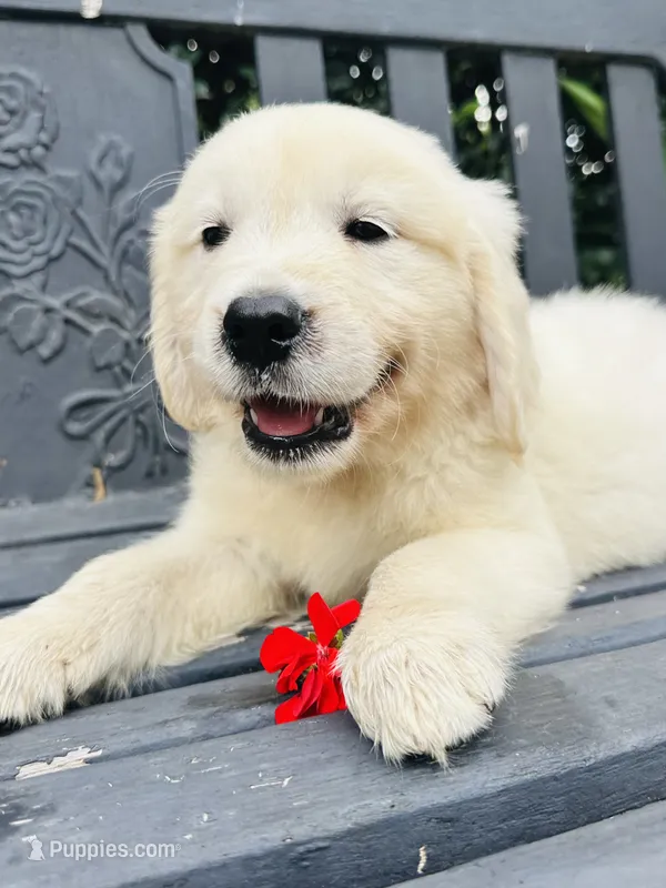 Mr. Red – Golden Retriever puppy for sale in Hodges, SC